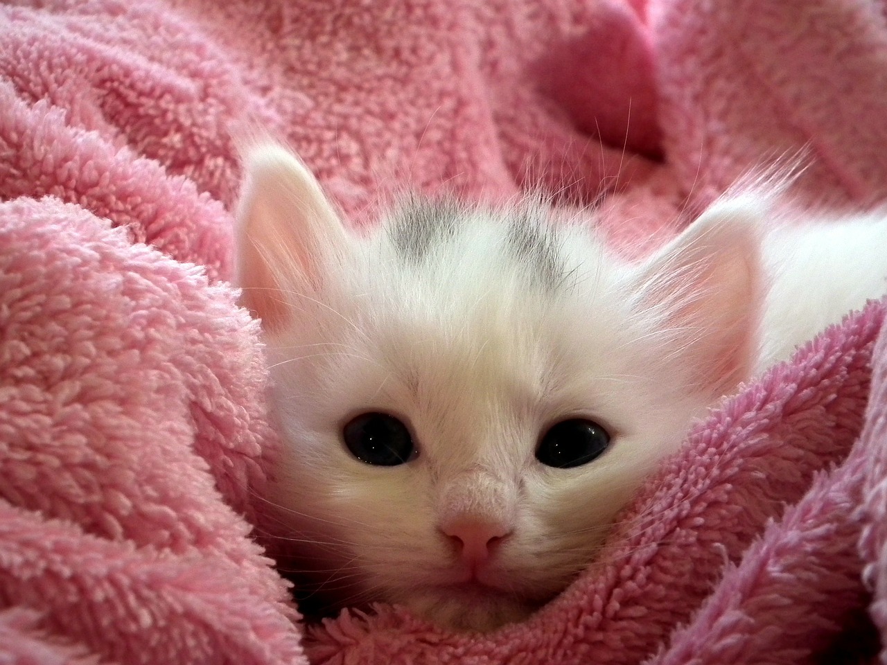 domestic kitten on a pink towel