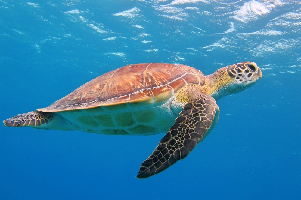 Marine Discovery Center