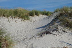 New Smyrna Beach sand